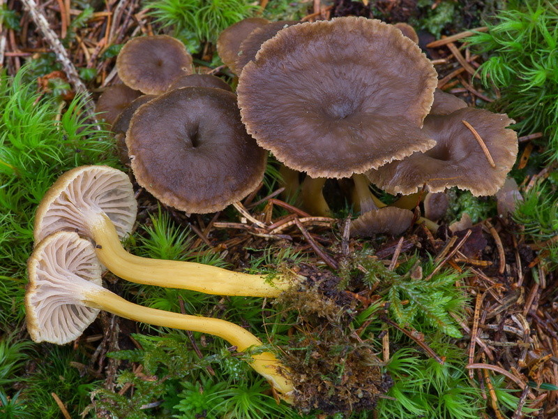 Cantharellus tubaeformis